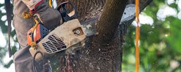 Best Tree Trimming and Pruning  in Gun Barrel City, TX