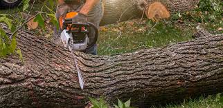 Best Tree Mulching  in Gun Barrel City, TX