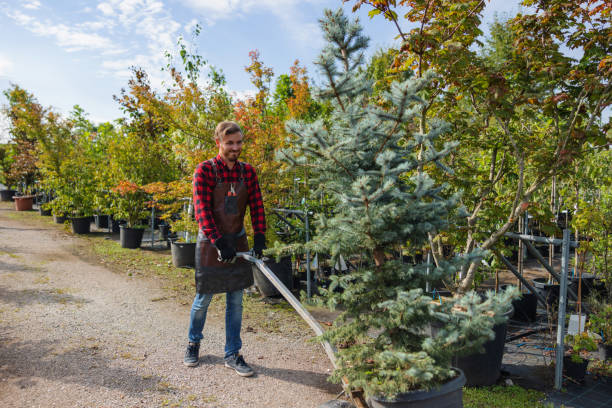 Best Emergency Tree Removal  in Gun Barrel City, TX